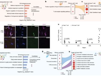 Researchers at Stanford Use AI and Spatial Transcriptomics to Discover What Makes Some Cells Age Faster/Slower in the Brain