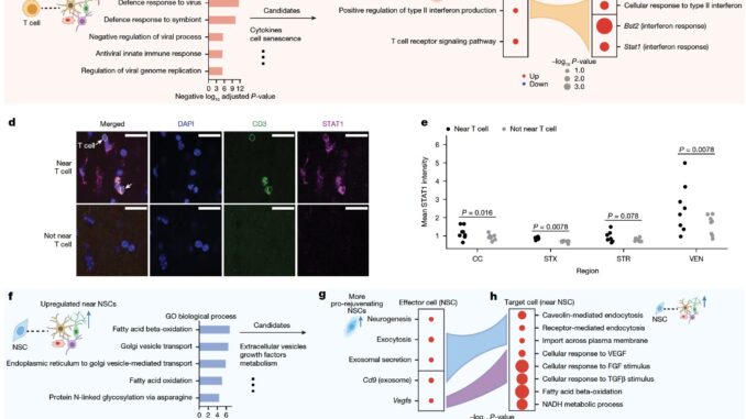 Researchers at Stanford Use AI and Spatial Transcriptomics to Discover What Makes Some Cells Age Faster/Slower in the Brain