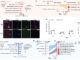 Researchers at Stanford Use AI and Spatial Transcriptomics to Discover What Makes Some Cells Age Faster/Slower in the Brain