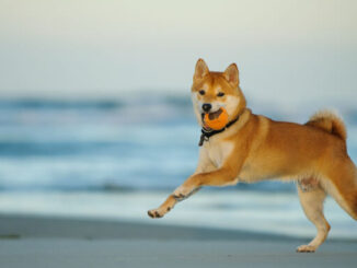 Ripple XRP, Shiba Inu, iDEGEN