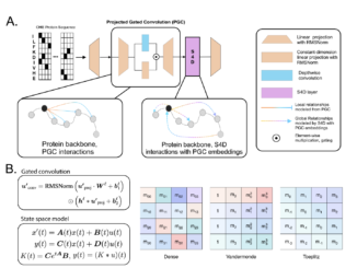 Lyra: A Computationally Efficient Subquadratic Architecture for Biological Sequence Modeling