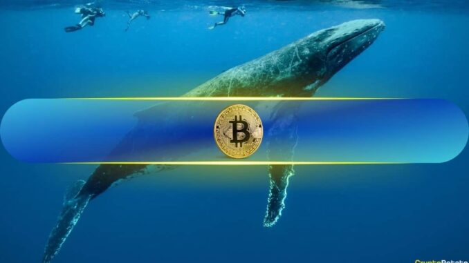 Bitcoin Whales Have Been Buying 'Like Never Before:' Analyst 