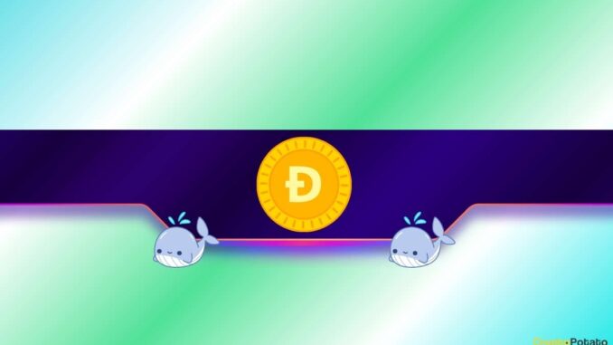 Is DOGE Poised for a Rally?